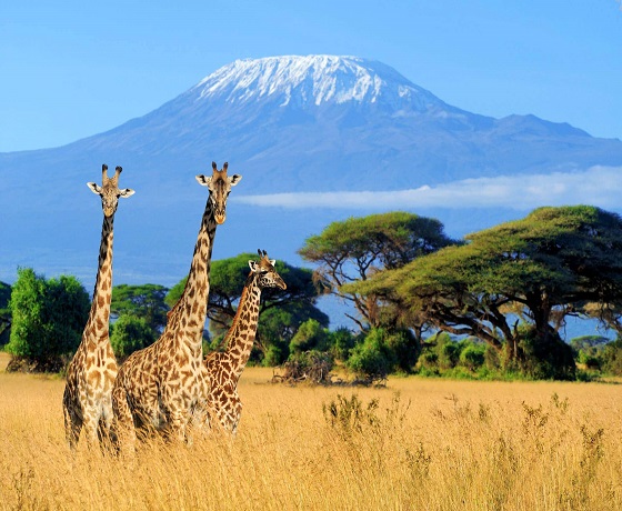 Kilimanjaro